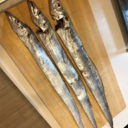 タチウオと戯れる週末