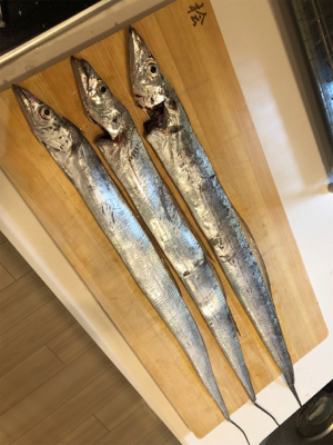 タチウオと戯れる週末