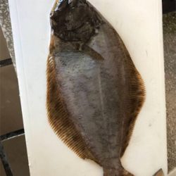 初めてのヒラメ