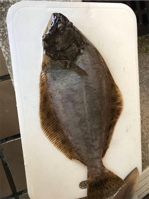 初めてのヒラメ