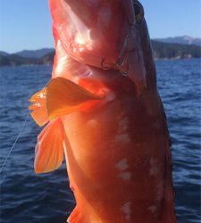 紀北タイラバ釣行