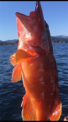 紀北タイラバ釣行