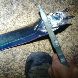 太刀魚、サゴシ