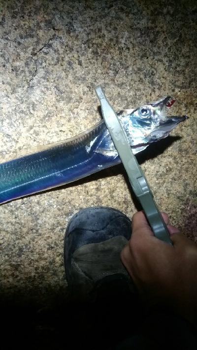 太刀魚、サゴシ