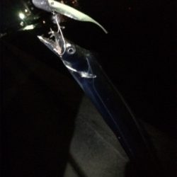 マリンピア沖洲のタチウオ