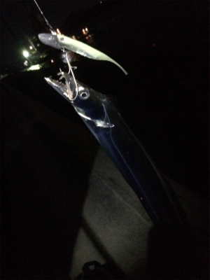 マリンピア沖洲のタチウオ