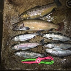 千早川マス釣り場