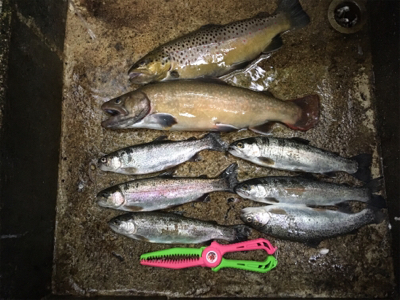 千早川マス釣り場