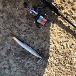 日中のライトゲーム