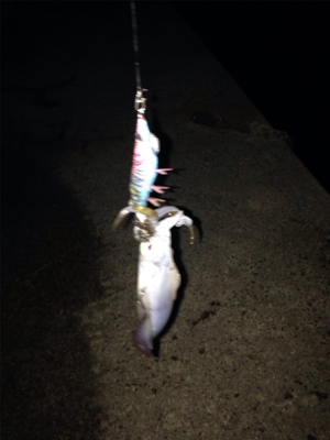 アオリイカ500g前後