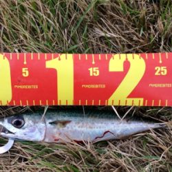 LSJigginger0600〜0730