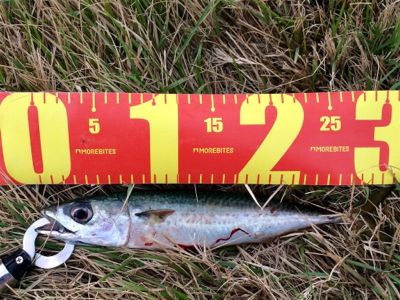 LSJigginger0600〜0730