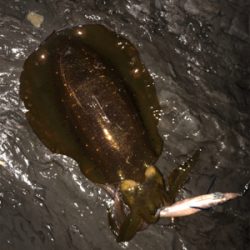 シャローエギング