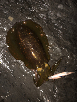 シャローエギング