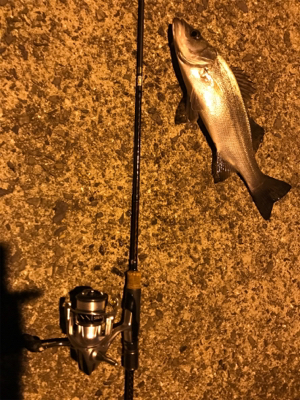 アジングロッドでヒラスズキ!