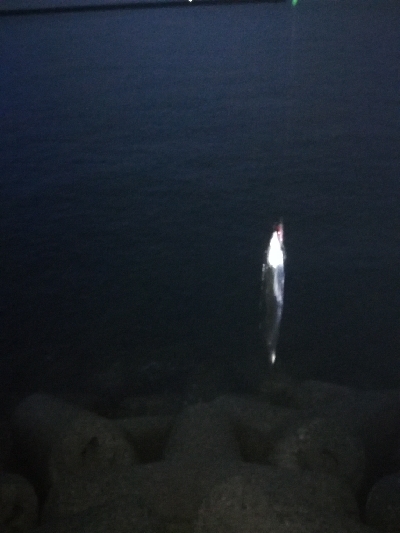 買ったばかりのジグ…