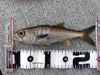 ショアジギングはスロー系