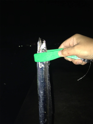 雨ときどきタチウオ‼︎