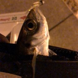 爆風豆アジング！