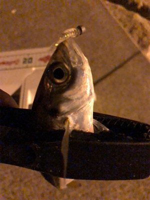 爆風豆アジング！