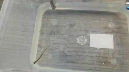 佐仲ダム　ワカサギ