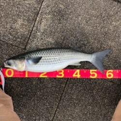 ベイト、青物どこに？