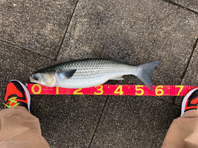 ベイト、青物どこに？