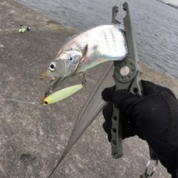 ショアジギ ノマセの二本立て