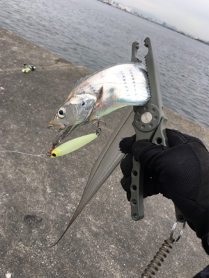 ショアジギ ノマセの二本立て