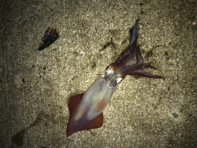 仕事帰りにちょっと