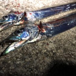 渋々タッチー？