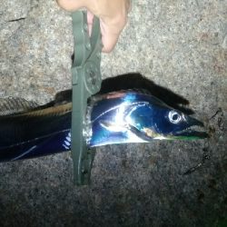 サバ、太刀魚多め