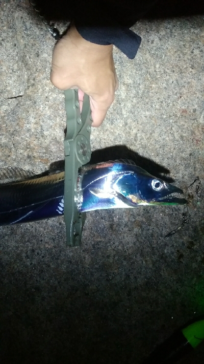 サバ、太刀魚多め