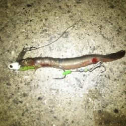 青物はいません