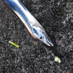 強風でもタチウオ