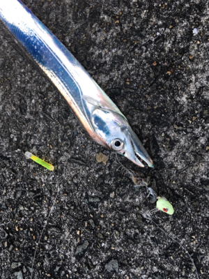 強風でもタチウオ