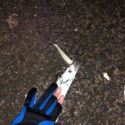 檄シブでも何とか1匹!