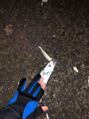 檄シブでも何とか1匹!