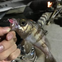 呑ませで初青物ならず