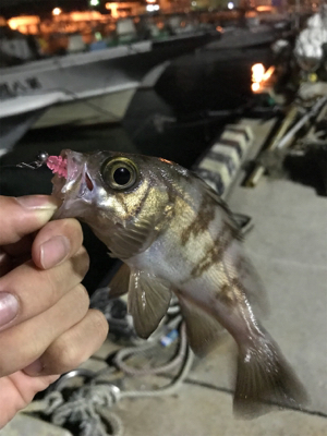 呑ませで初青物ならず