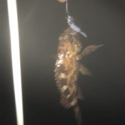 エギング断念からのいつもの場所で短時間