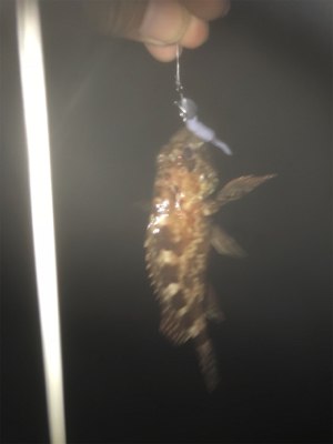 エギング断念からのいつもの場所で短時間