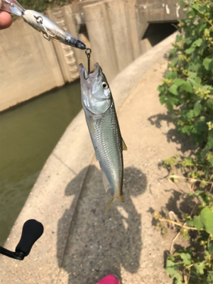 ちびっこばかり