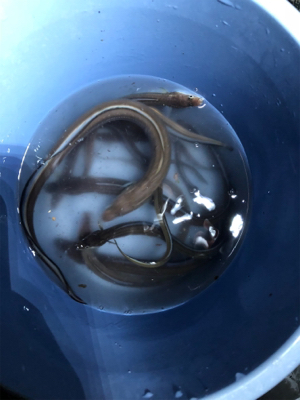 短時間アナゴ釣り