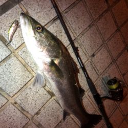 シーバス乱舞！