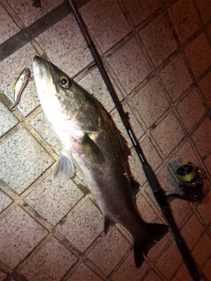 シーバス乱舞！