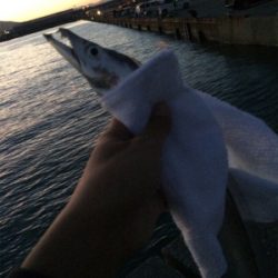 マリンピア沖洲のタチウオ