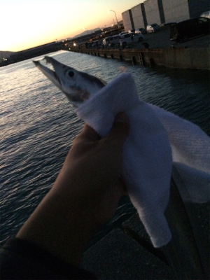 マリンピア沖洲のタチウオ