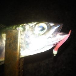 アジング楽し♪