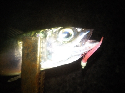 アジング楽し♪